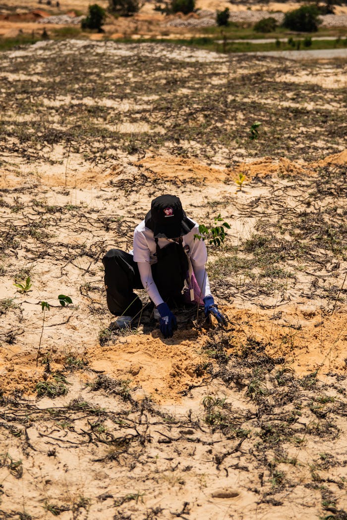 portfolio-03 A person planting a tree sapling in the sandy terrain of Phan Thiết, Việt Nam.