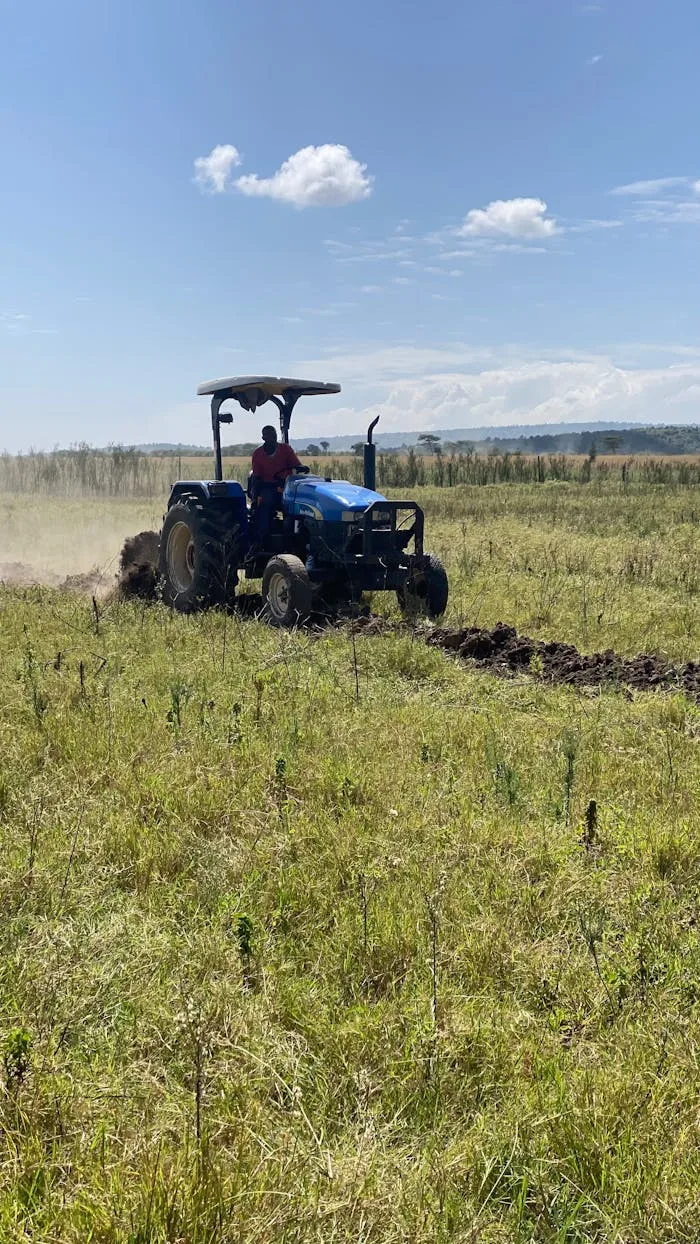 A farmer operating a blue tractor in a sunny field, preparing the land for cultivation.